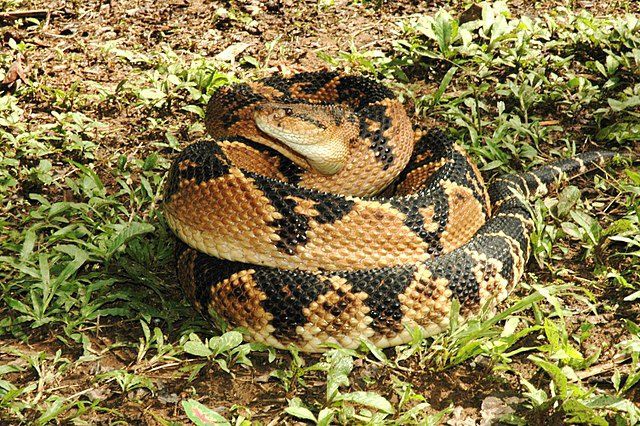 Conheça as quatro espécies de cobras mais letais da Amazônia brasileira