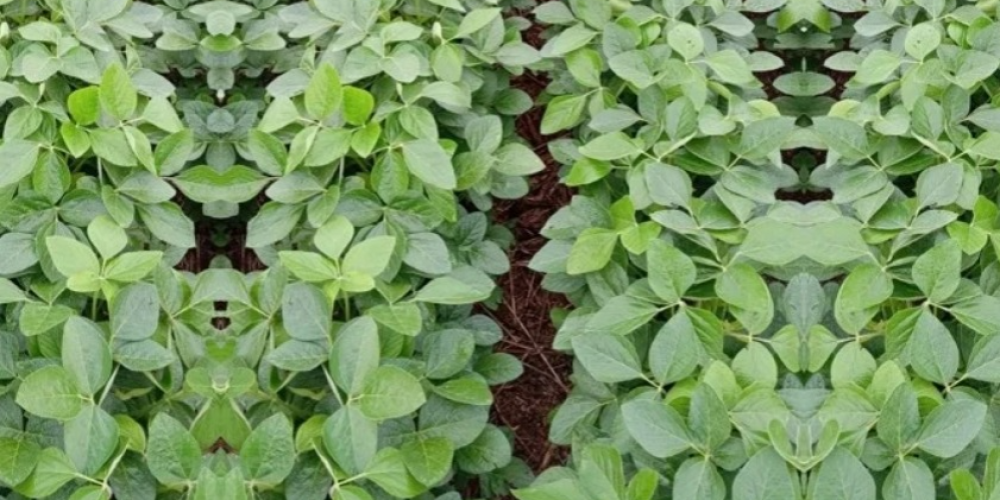 image (7)